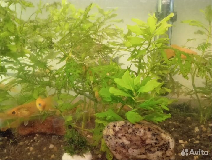 Аквариумные рыбки