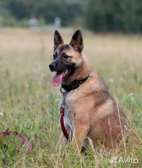 Малышка Бри в поисках дома