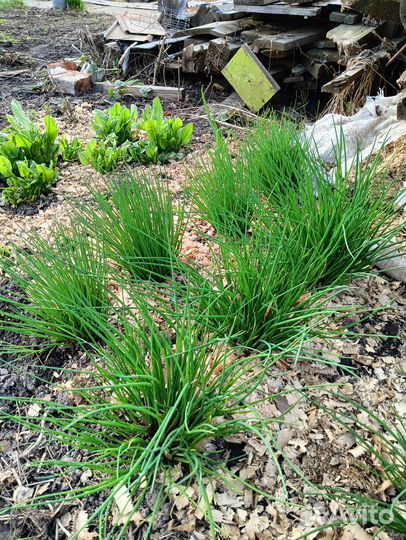 Лук многолетний