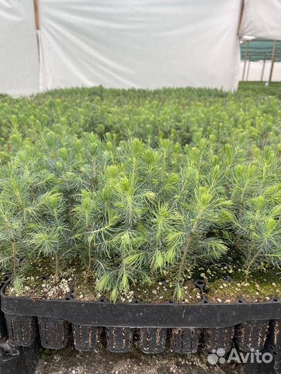 Саженцы голубой ели
