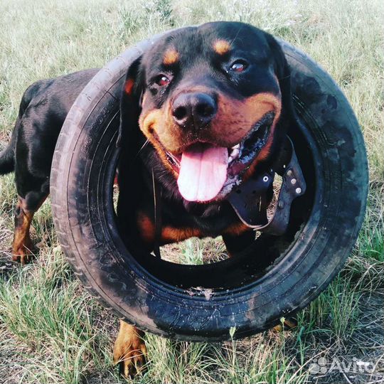 Вязка ротвейлера