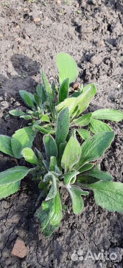 Цветы многолетники