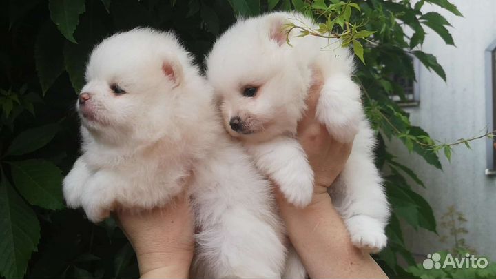 Белые померанские шпицы