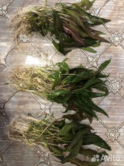 Криптокорина