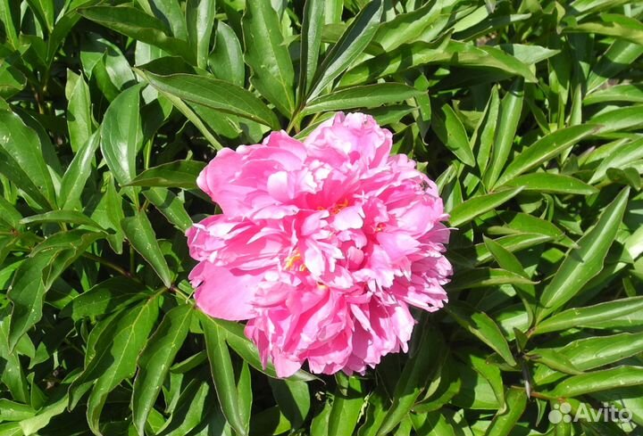 Продаются саженцы и цветы с корнями