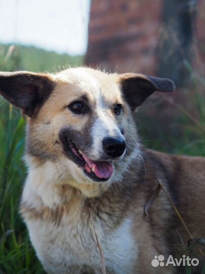 Собака Кутя