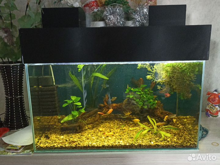 Аквариум с рыбками