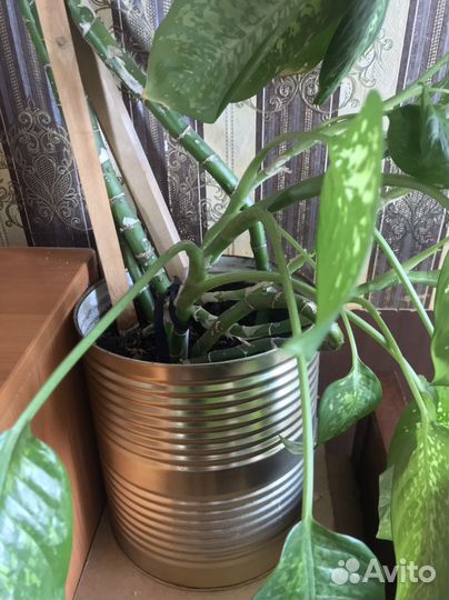 Диффенбахия