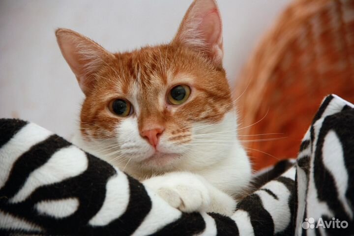 Кошечка Ханни