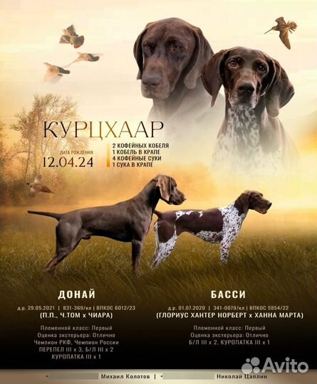 Щенки курцхаара