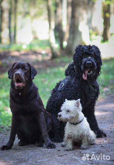 Передержка Дрессировка Кинолог Хендлер Зоопсихолог