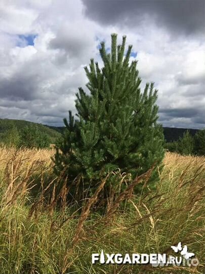 Сосна обыкновенная Высота от 100см