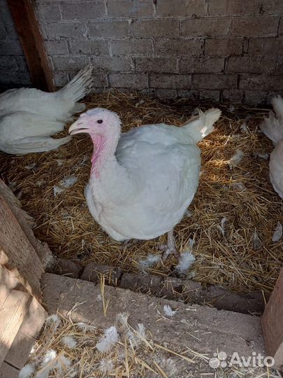 Тушки индеек