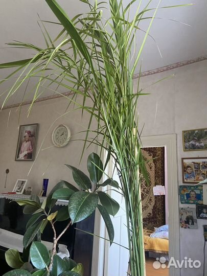 Фикусы, пальмы