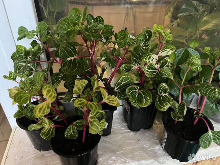 Ирезине Хербста