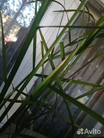 Комнатные растения Пальма