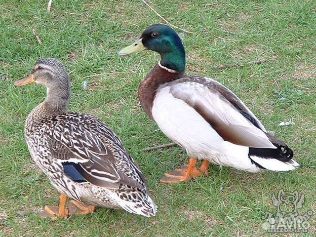 Утка кряква