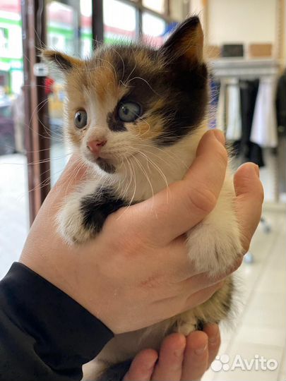 Котята в добрые руки даром