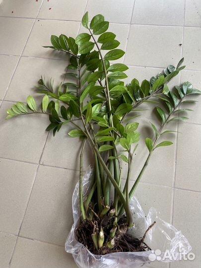 Замиокулькас