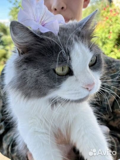 Домашние животные