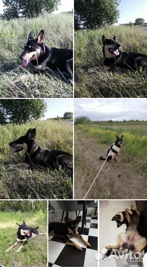 Восточноевропейская овчарка