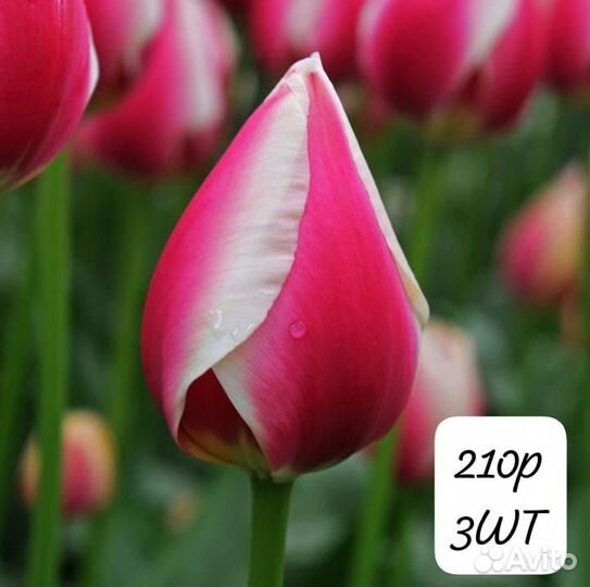 Тюльпан Дарвин гибрид