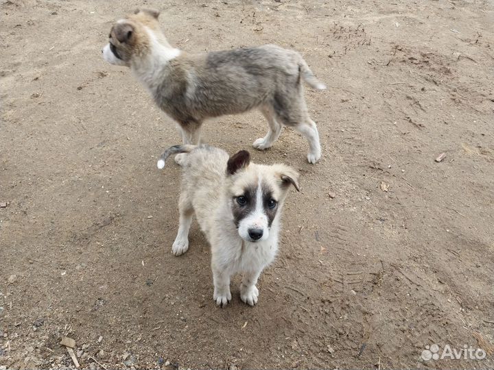 Отдам щенка в добрые руки
