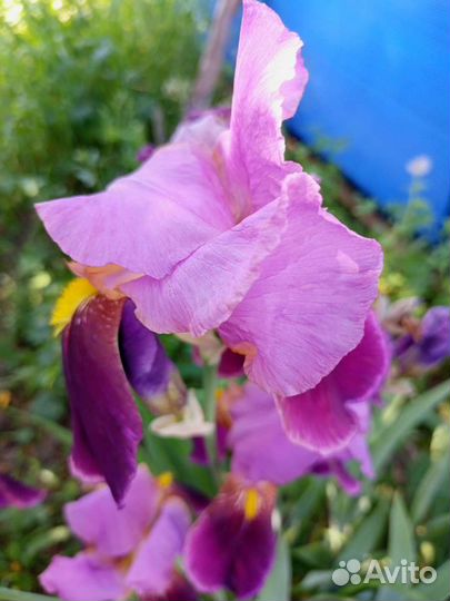 Ирисы сортовые
