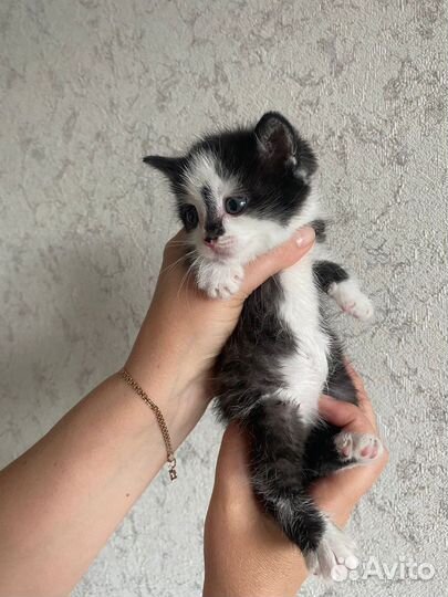 Кошка в дар