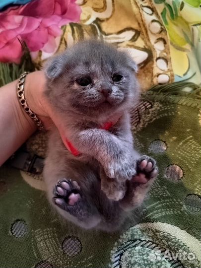Шотландская вислоухая
