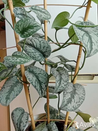 Сциндапсусы Пиктус и Сиамский, филодендрон Бразил