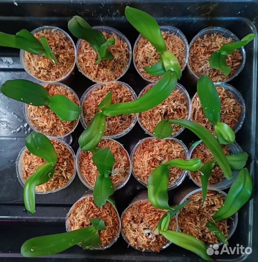 Орхидеи из фласки Дракарис