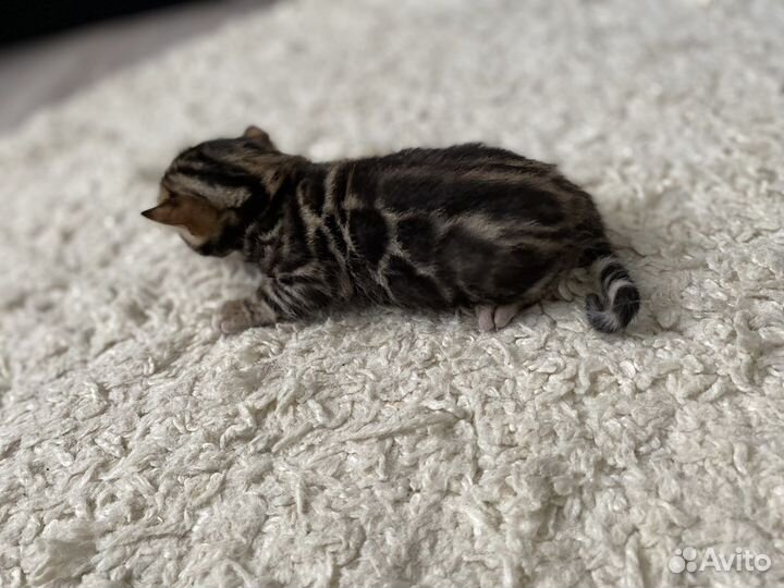 Бенгальские котята
