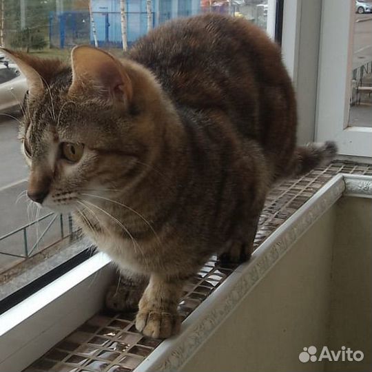 Кошка
