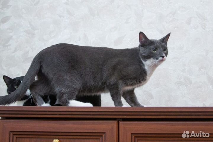 Котики Сэм и Мартин ищут дом