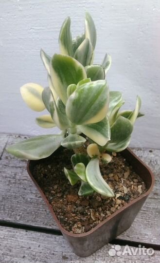 Крассулы оваты NEW 06.10.23