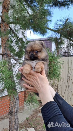 Померанский шпиц девочка
