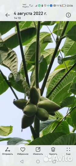 Саженцы маньчжурского ореха