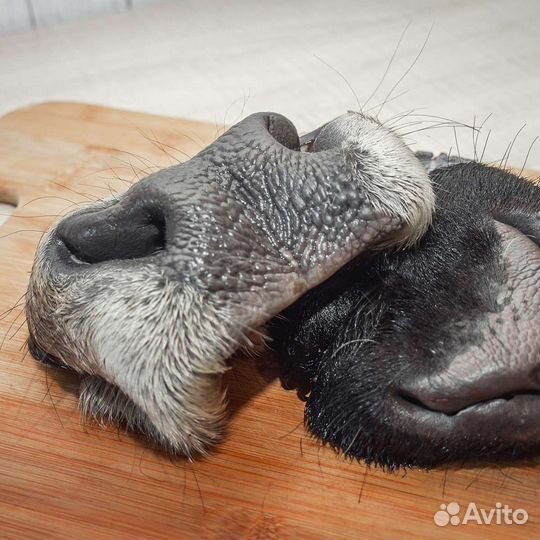 Субпродукты говядина