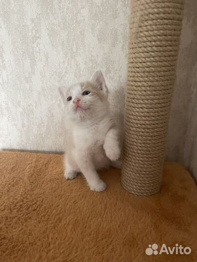 Котенок