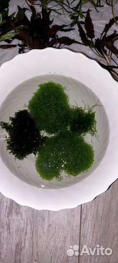 Аквариумные растения прополка