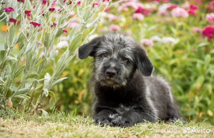 Красивые Щенки в добрые руки