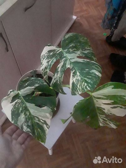 Монстера альба