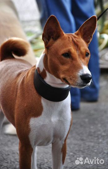 Вязка. Басенджи