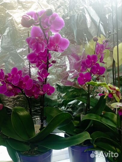 Орхидея фаленопсис