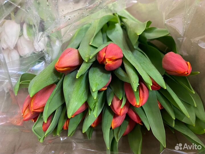 Тюльпаны опт цветы букеты