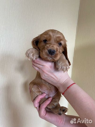 Продажа собак щенков