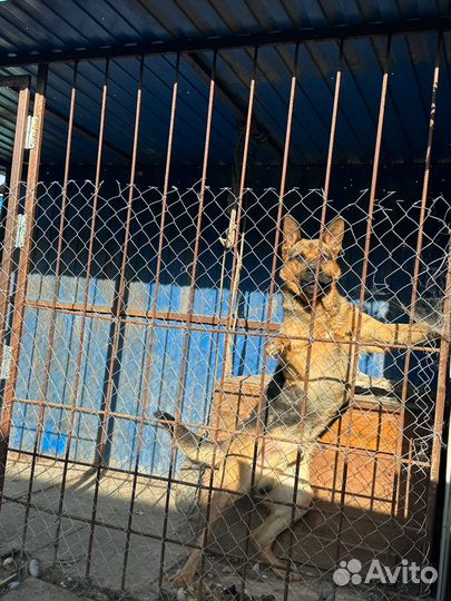 Отдам в добрые руки овчарка