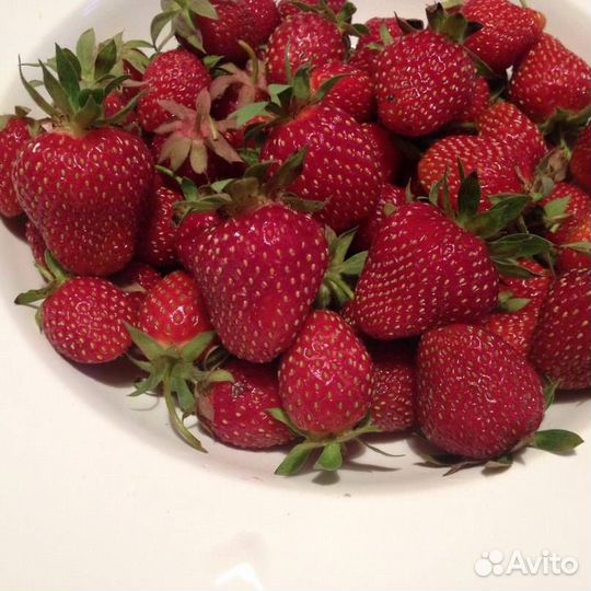 Саженцы клубники нсд(нейтрального светового дня)