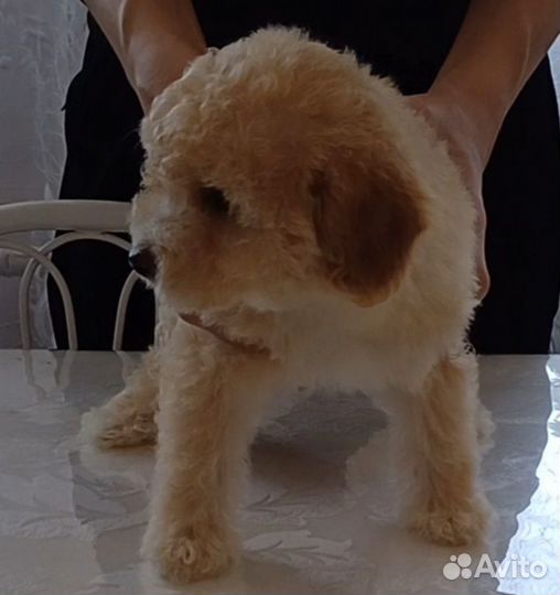 Мальтипу девочка